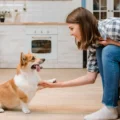 Stop Excessive Dog Barking: A Complete Guide Based on Expert Advice
