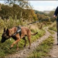 Dog Training for Belgian Malinois: Complete Guide That Actually Helps