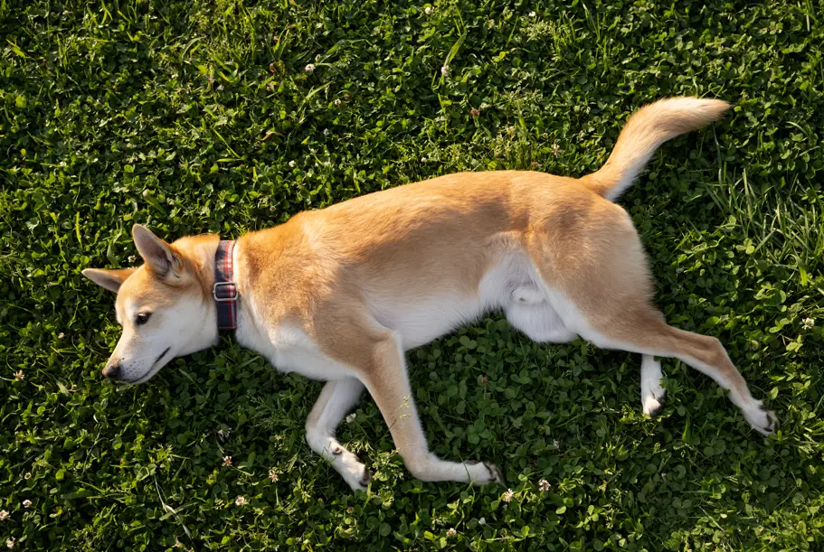 A tired dog sleeping after a long walk demonstrating how exercise reduces excessive barking.