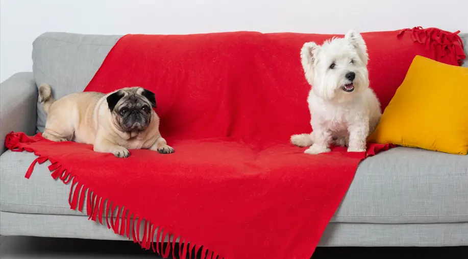 Two dogs sitting calmly on separate mats showing how to train multiple dogs to stop barking together.