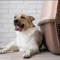 Dog Separation Anxiety Crate Training: Is It Really Separation Anxiety, Confinement Anxiety, or Just Incomplete Crate Training?