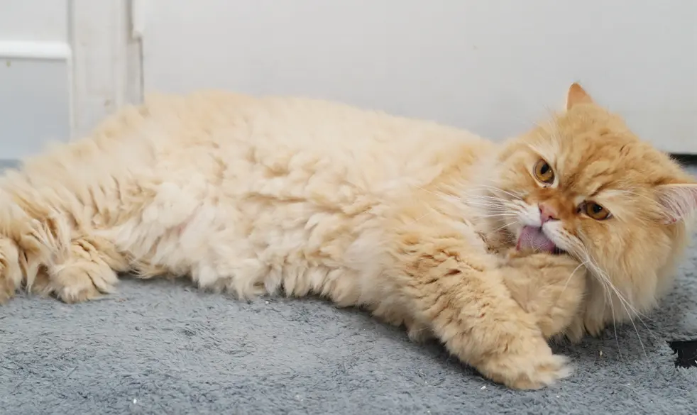 Cat tongue papillae 