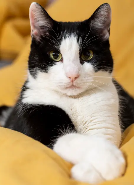 Cat resting comfortably at home with its owner nearby