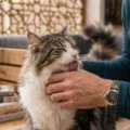 Why does my cat lick me so much? What it really means