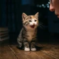 Why does my cat meow at night? Causes and how to stop it