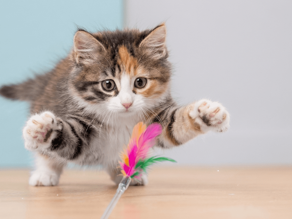Cat playing with interactive wand toy