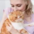 Why does my cat headbutt me? What it really means