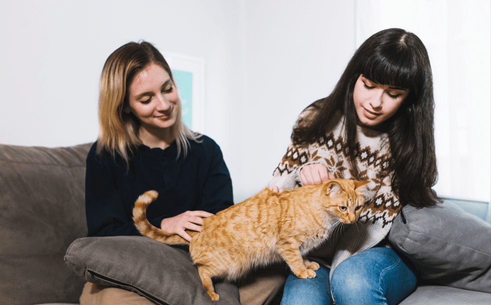 Cats bunting and grooming each other  same social behavior as headbutting owners