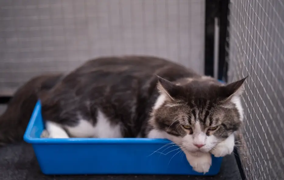 Clean litter box setup to stop cat peeing on clothes
