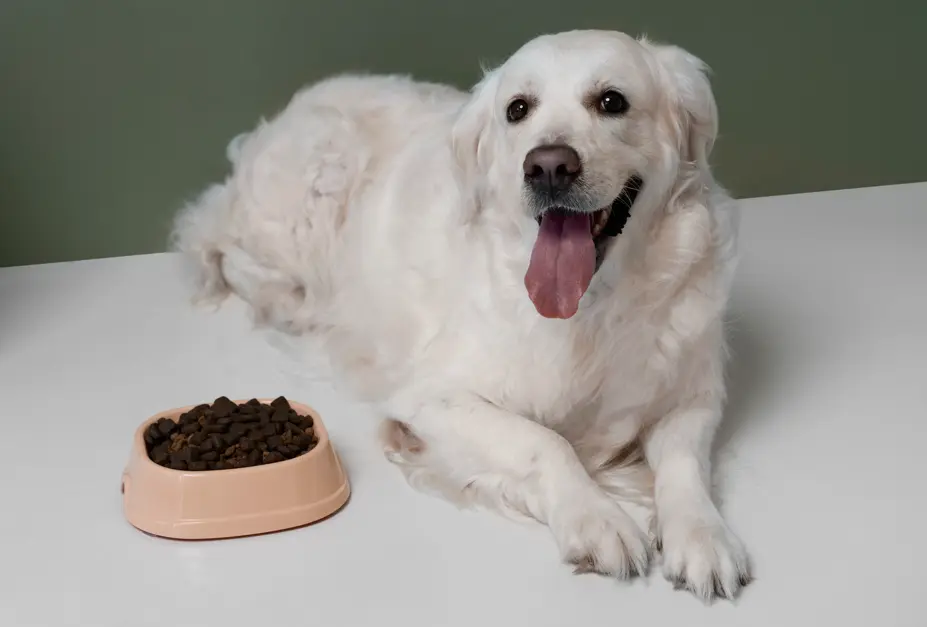 food aggressive dog guarding food bowl resource guarding