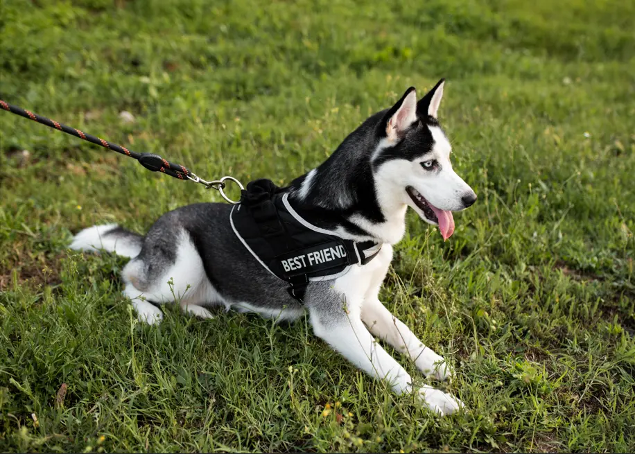 Front clip harness for dog training leash work  redirects pulling naturally