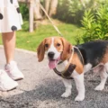 Best Training Leash for Dogs: Types, Materials, and What to Avoid