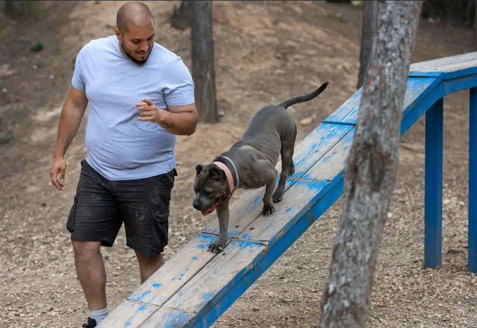 long line leash recall training dogs open space