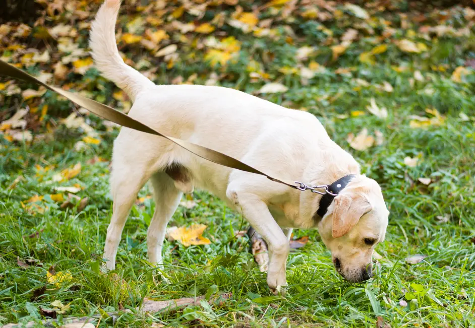 Dog smelling on walk  mental enrichment during dog training leash sessions
