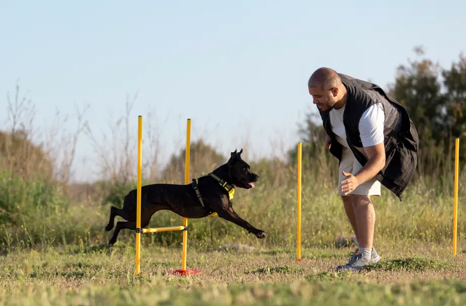 professional dog trainer working with aggressive dog