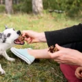 Best Dog Training Treats: How to Choose Rewards That Actually Work (Without Overfeeding)