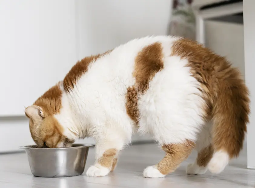 healthy  cat eating food from bowl