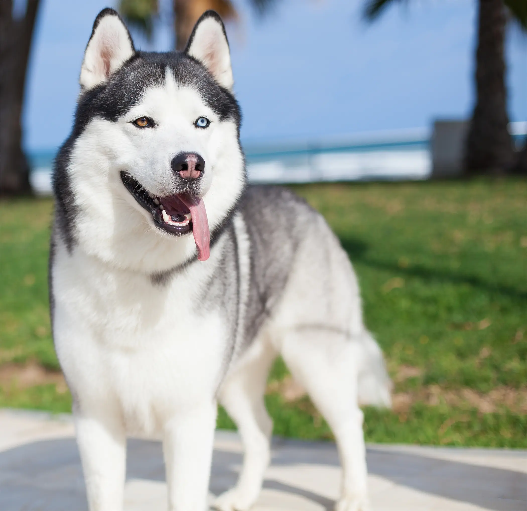 Dog obedience training session in an open park