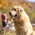 Senior Dog Care Tips: What Actually Changes and What to Do About It