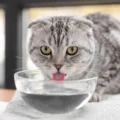 Why Does My Cat Drink So Much Water?