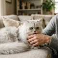Why Does My Cat Bite Me Gently Out of Nowhere?